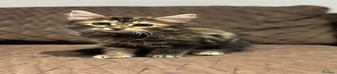 British Longhair Kitten 6