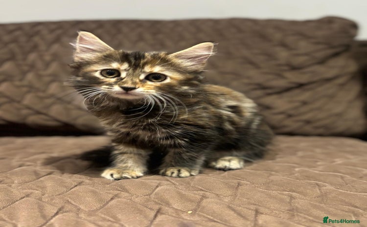 British Longhair cats - Advert 1