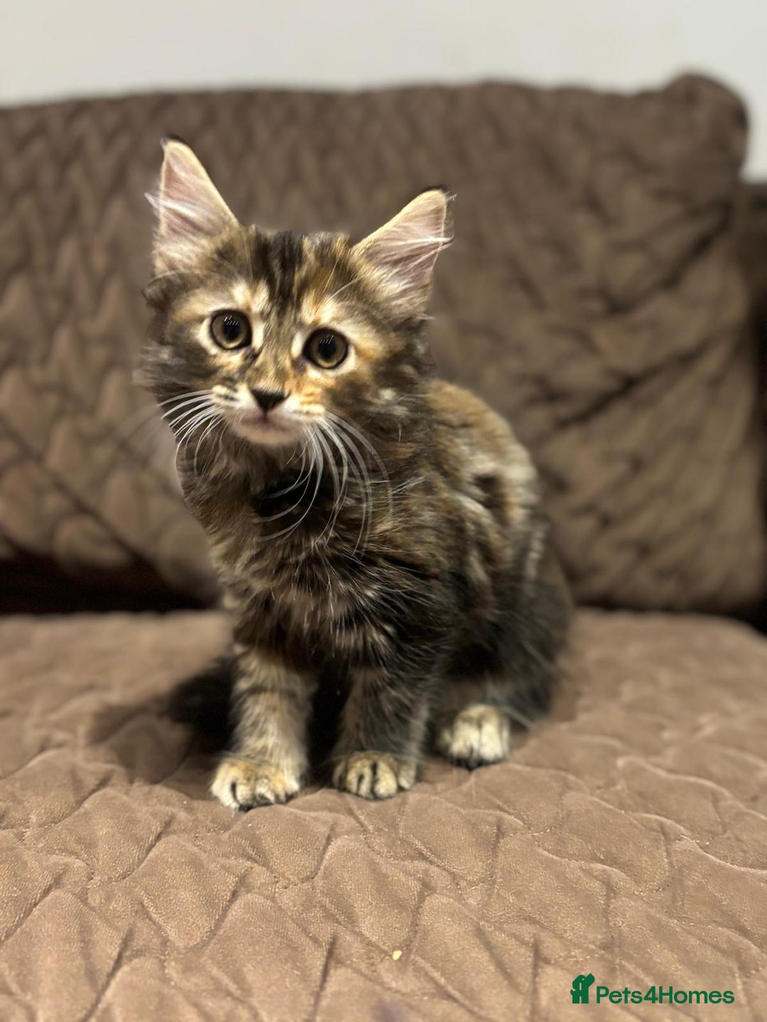 British Longhair cats for sale: Longhair for sale - Image 1