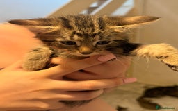 British Shorthair cats for sale: 5 kittens (3 female 2 male)  - Image 9