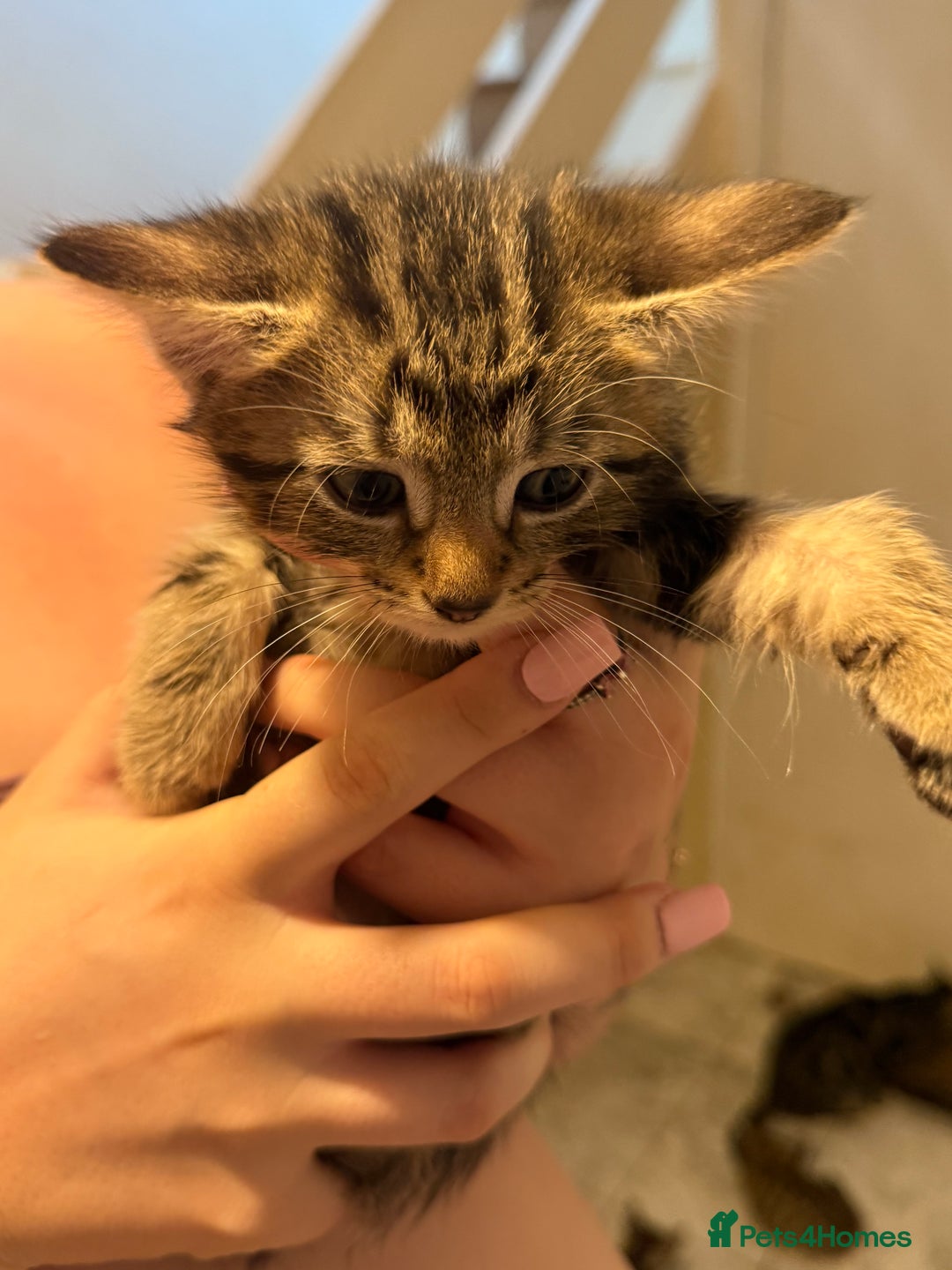 British Shorthair cats for sale: 5 kittens (3 female 2 male)  - Image 9
