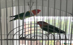 Lovebirds birds for sale: Lovebirds - Image 1