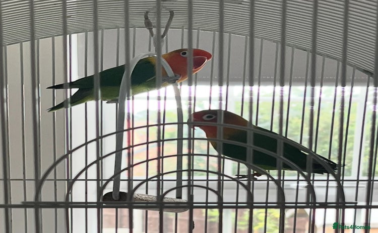 Lovebirds birds - Advert 7