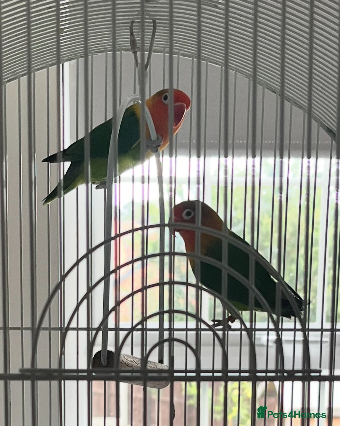 Lovebirds birds for sale: Lovebirds - Image 1