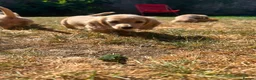 Miniature Dachshund dogs for sale: Longhaired miniature dachshund  - Advert 7