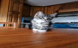 Maine Coon cats for sale: Gorgeous Maine Coon cross Bengal Kittens  - Image 16