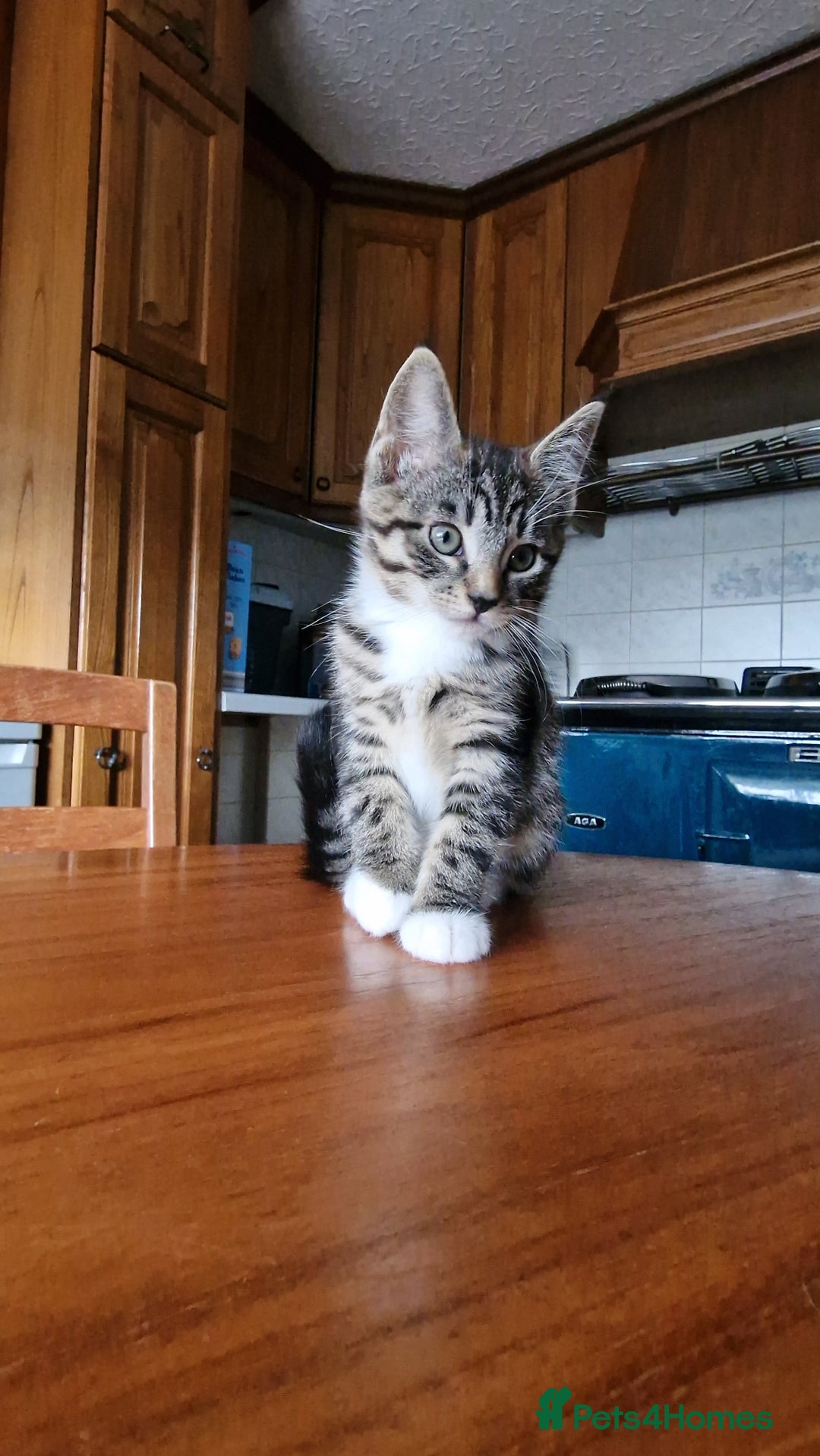 Maine Coon cats for sale: Gorgeous Maine Coon cross Bengal Kittens  - Image 16