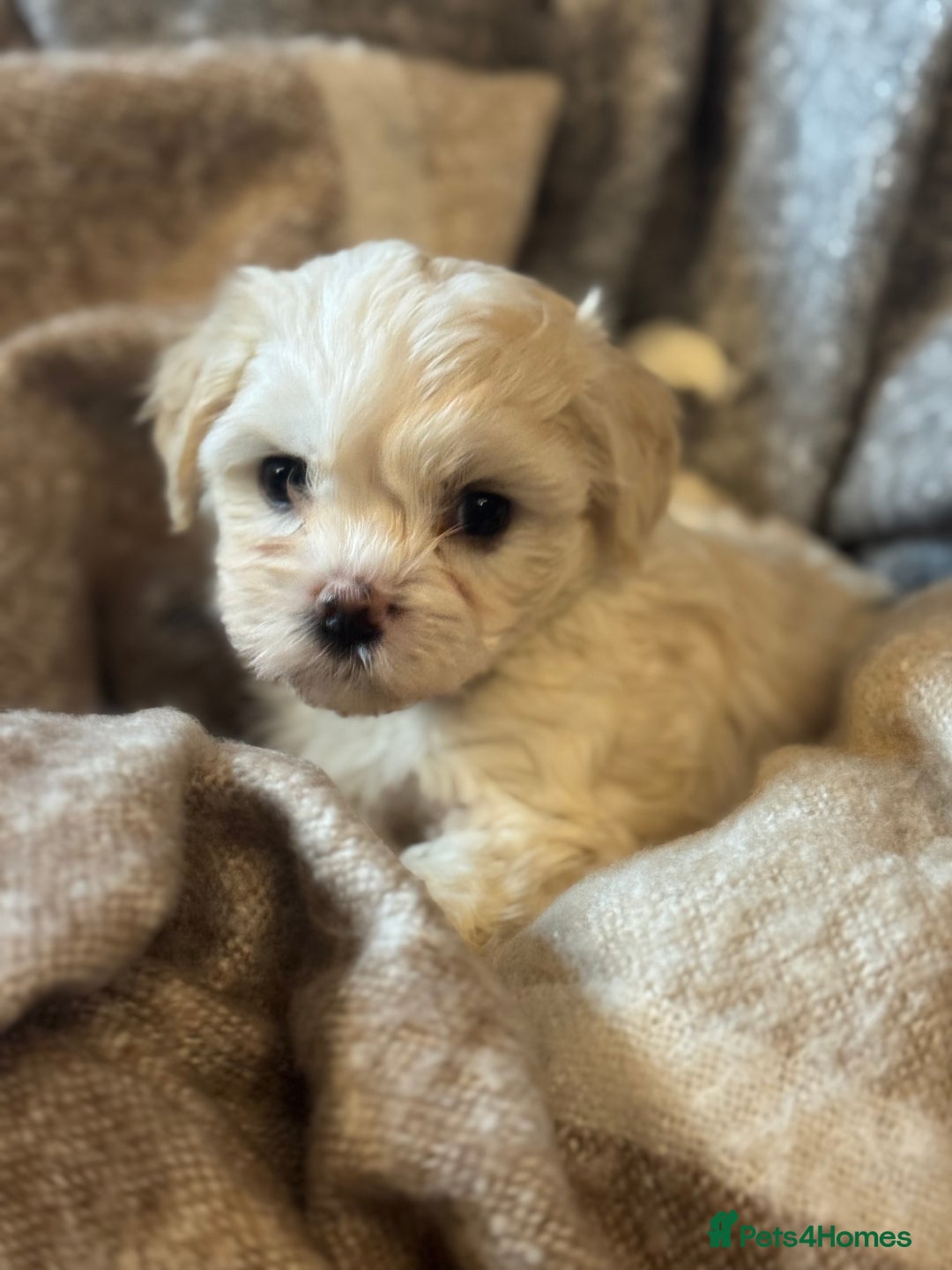 Mixed Breed dogs for sale: Two Gorgeous Puppies Remaining!  - Advert 22