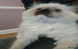 Ragdoll cats for sale: Purebred Ragdoll kittens, blue, seal, Lynx mitted - Image 11