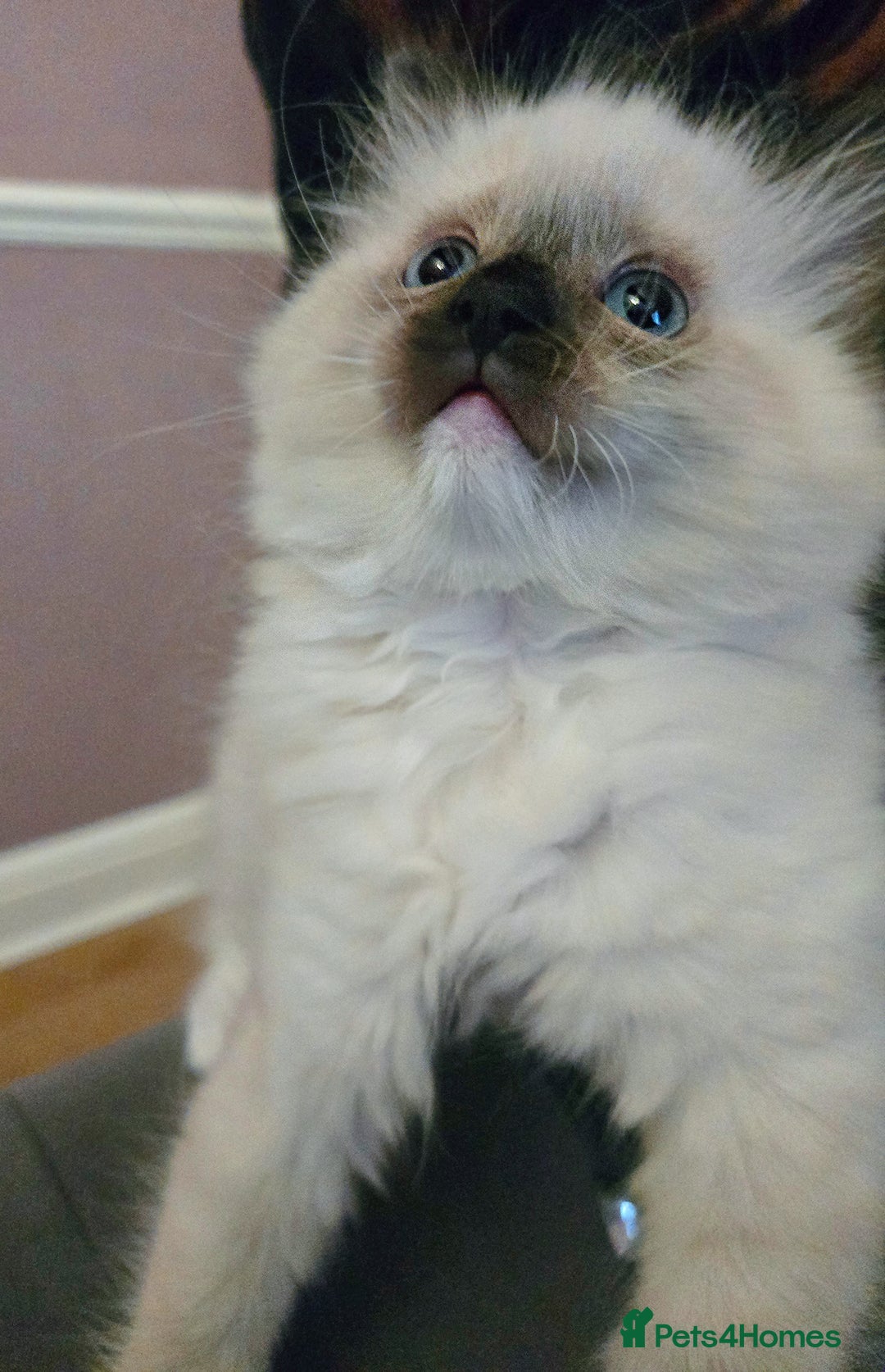 Ragdoll cats for sale: Purebred Ragdoll kittens, blue, seal, Lynx mitted - Image 11