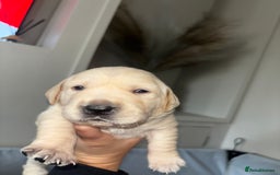 Goldador dogs for sale: Beautiful chunky goldador puppies  - Image 8