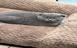 British Shorthair cats for sale: Kittens  - Image 1