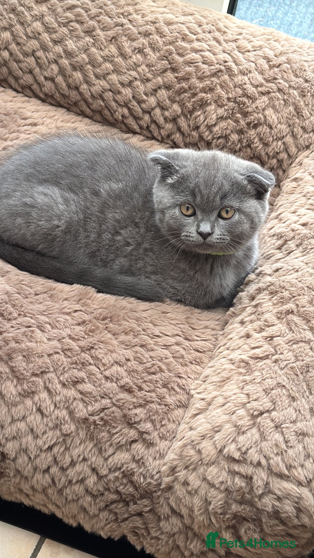 British Shorthair cats for sale: Kittens  - Image 1