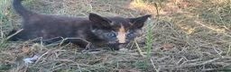 Mixed Breed cats for sale: 4 beautiful kittens for sale - Advert 6