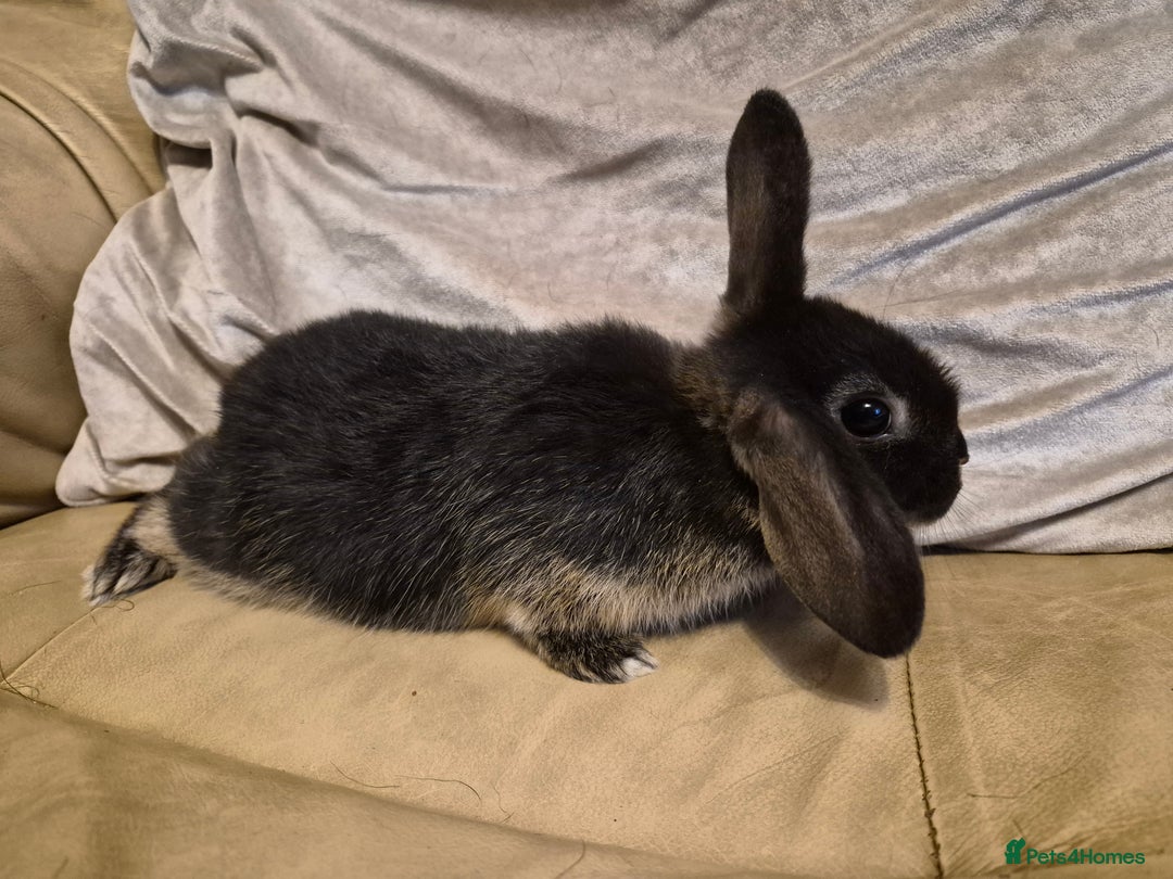 Mini Lop rabbits for sale: 4 Cute Baby Mini Lop X Rabbits - Advert 9