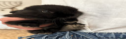 Mixed Breed rabbits for sale: Dwarf X Lionhead Rabbits For Sale - Advert 7