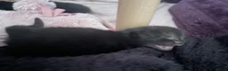 British Shorthair cats for sale: Male pure black & Female pure black with locket  in Alcester - Advert 12