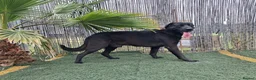 Mixed Breed dogs for adoption: Meet Rey ❤️ 🐾 - Advert 4