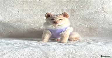 Siberian Husky dogs - Advert 11