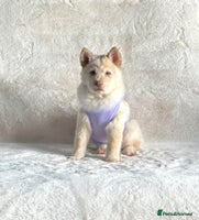 Siberian Husky dogs - Advert 8