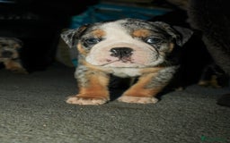 Olde English Bulldogge dogs for sale: Olde English Bulldog puppies - Image 4