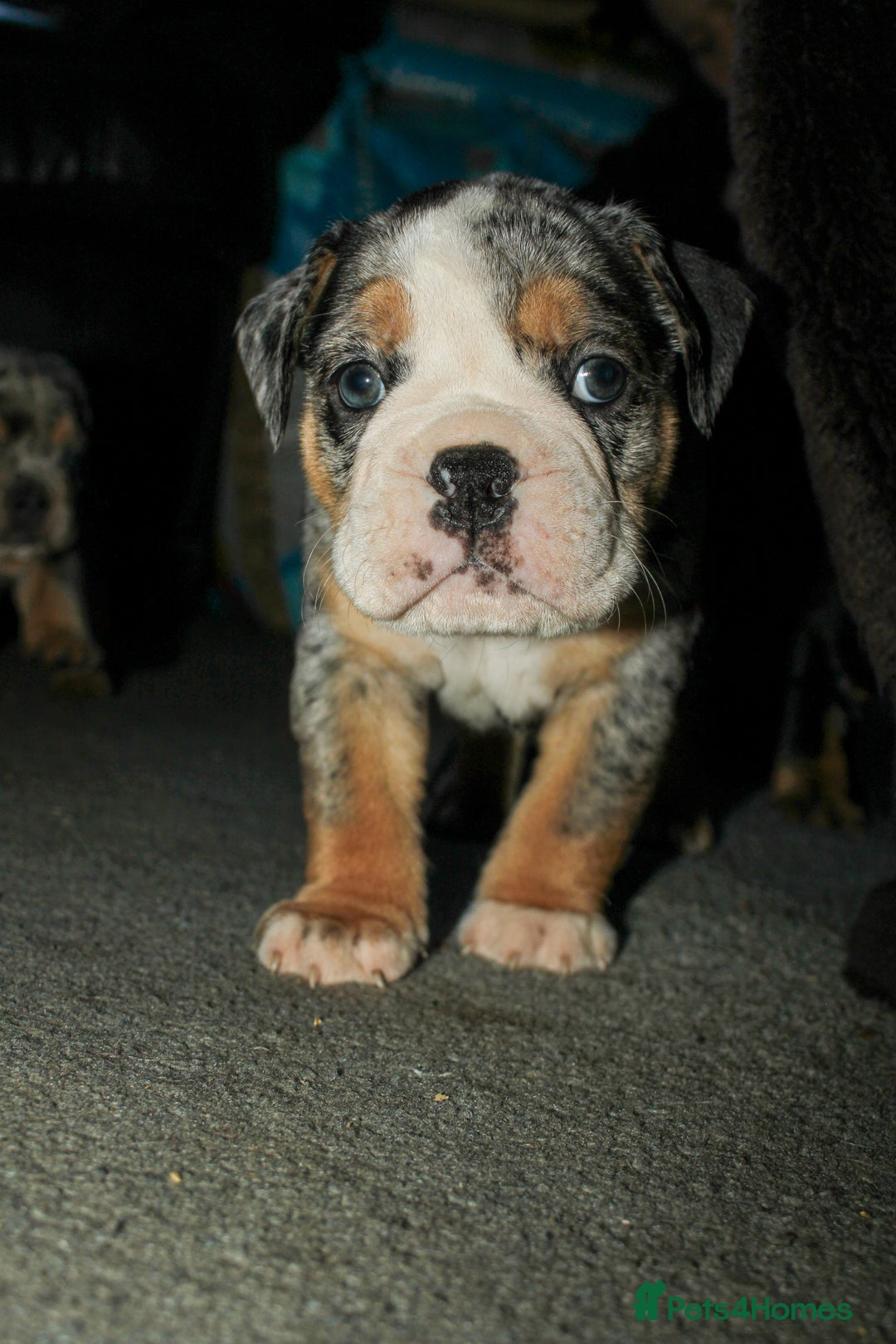 Olde English Bulldogge dogs for sale: Olde English Bulldog puppies - Image 4
