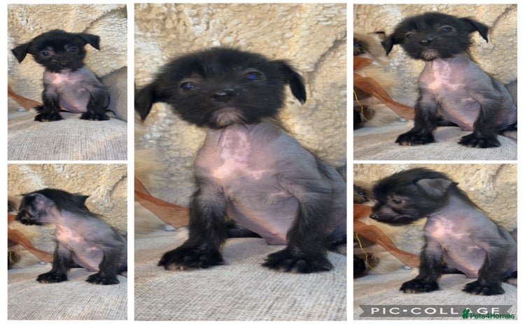 Chinese Crested dogs - Advert 1