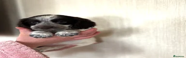 Cocker Spaniel 5