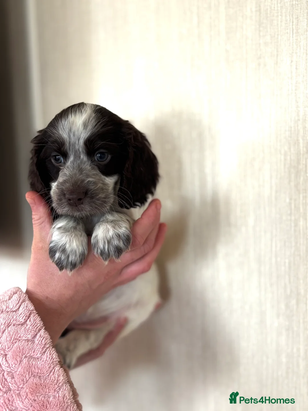 Cocker Spaniel dogs for sale: cocker spaniels  - Advert 2