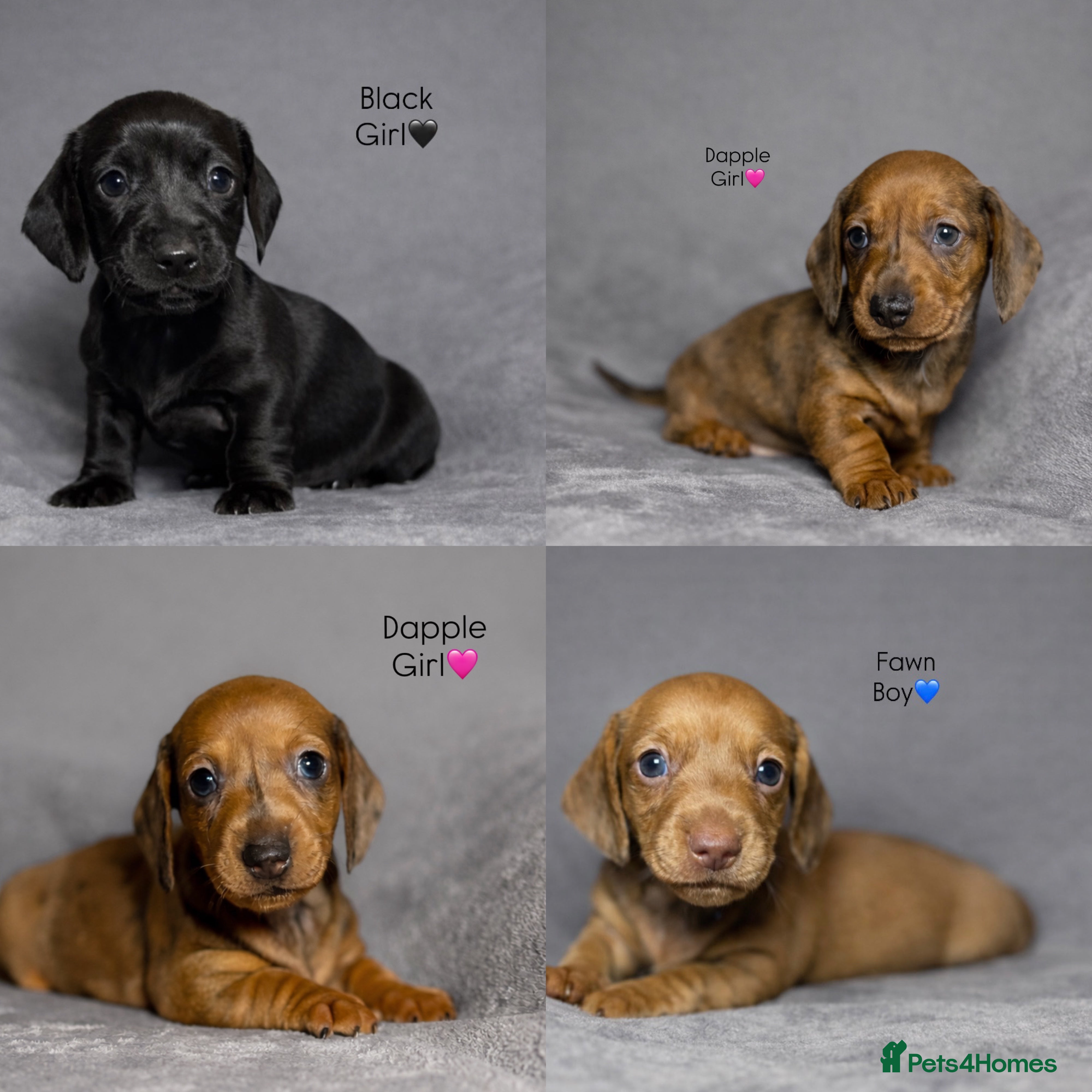 Miniature Dachshund dogs Smooth Haired Miniature Dachshunds - Advert 18