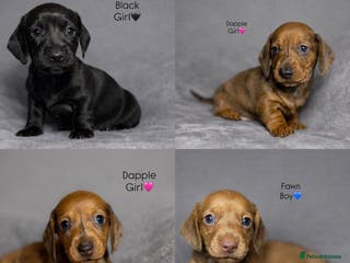 Miniature Dachshund dogs Smooth Haired Miniature Dachshunds - Advert 18