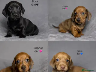 Miniature Dachshund dogs Smooth Haired Miniature Dachshunds - Advert 7