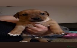 Mixed Breed dogs for sale: Rottweiler cross saluki puppies  - Image 22