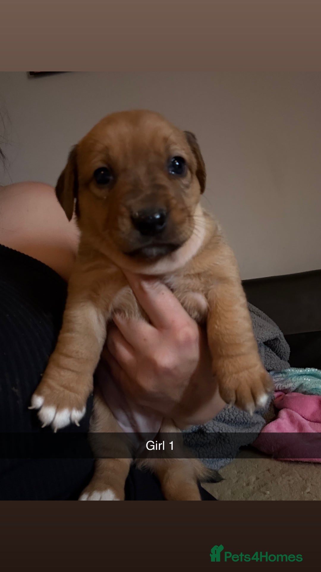 Mixed Breed dogs for sale: Rottweiler cross saluki puppies  - Image 22