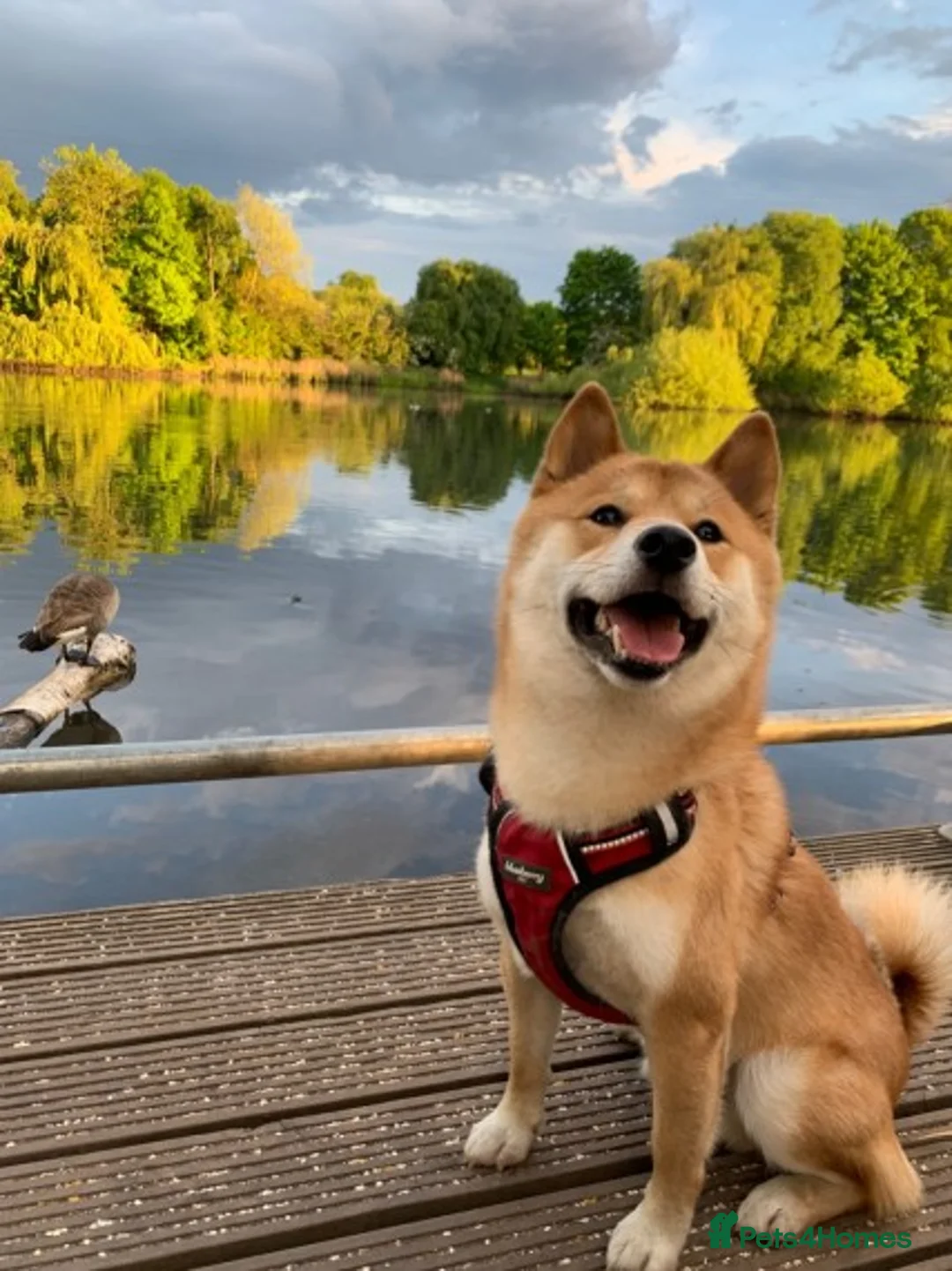 Japanese Shiba Inu dogs for stud: KC Registered Shiba Inu Stud Dog in Newcastle upon Tyne - Advert 17