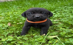 Labrador Retriever dogs for sale: Outstanding KC Registered Labrador Puppies - Image 10