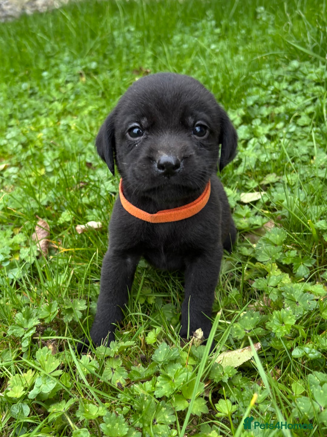 Labrador Retriever dogs for sale: Outstanding KC Registered Labrador Puppies - Image 10