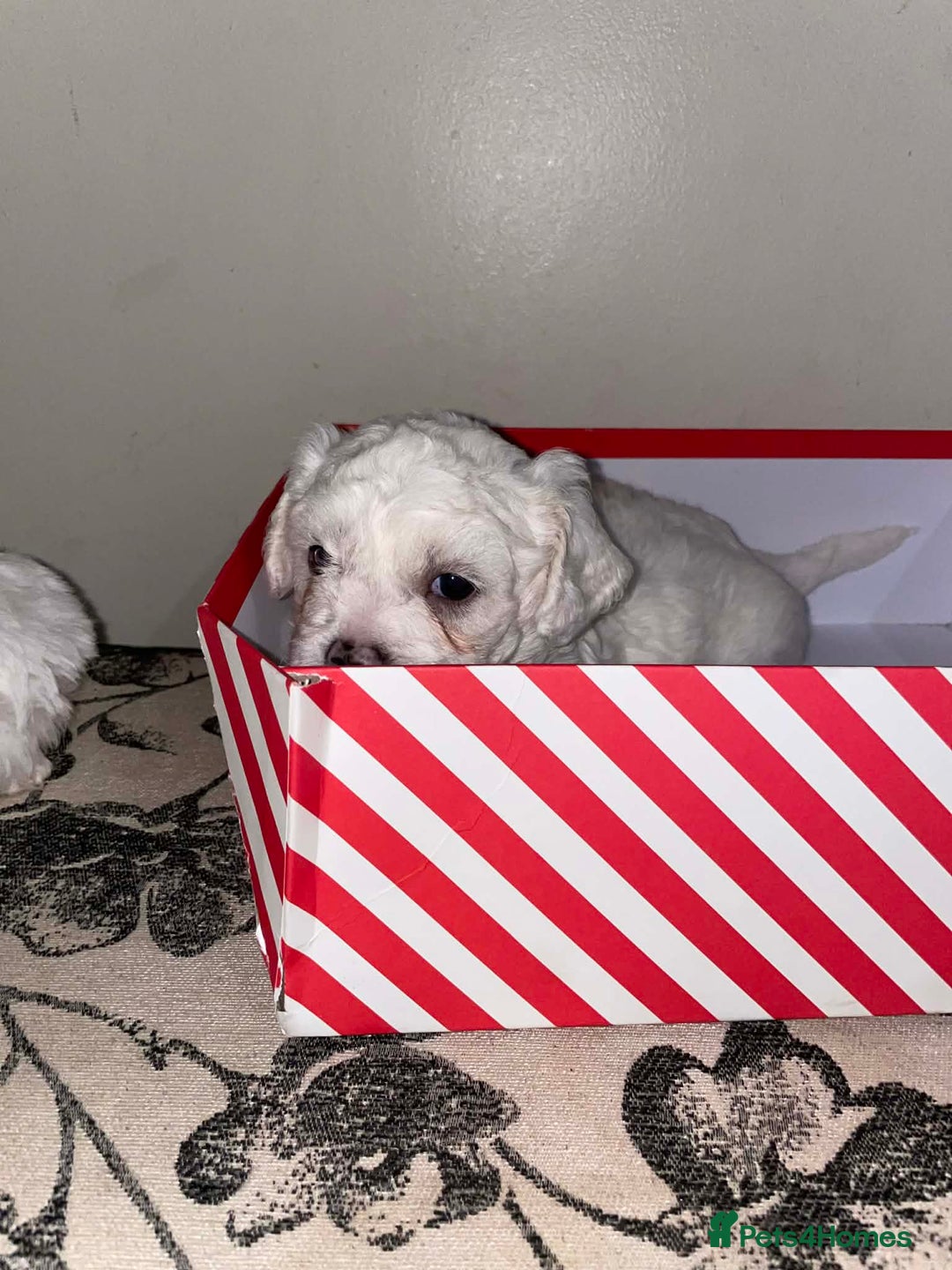 Bichon Frise dogs for sale: Adorable Bichon Puppies Looking! 🐾 - Advert 3