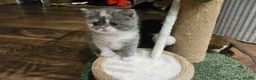 Selkirk Rex cats for sale:  Beautiful Home-Raised Selkirk Rex&BSH Kittens 😻 - Advert 25