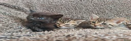Mixed Breed cats for sale: Kittens for sale  - Advert 21