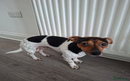 Mixed Breed dogs for sale: Jack Russel x Dachshund - Male 3 years old - Image 9
