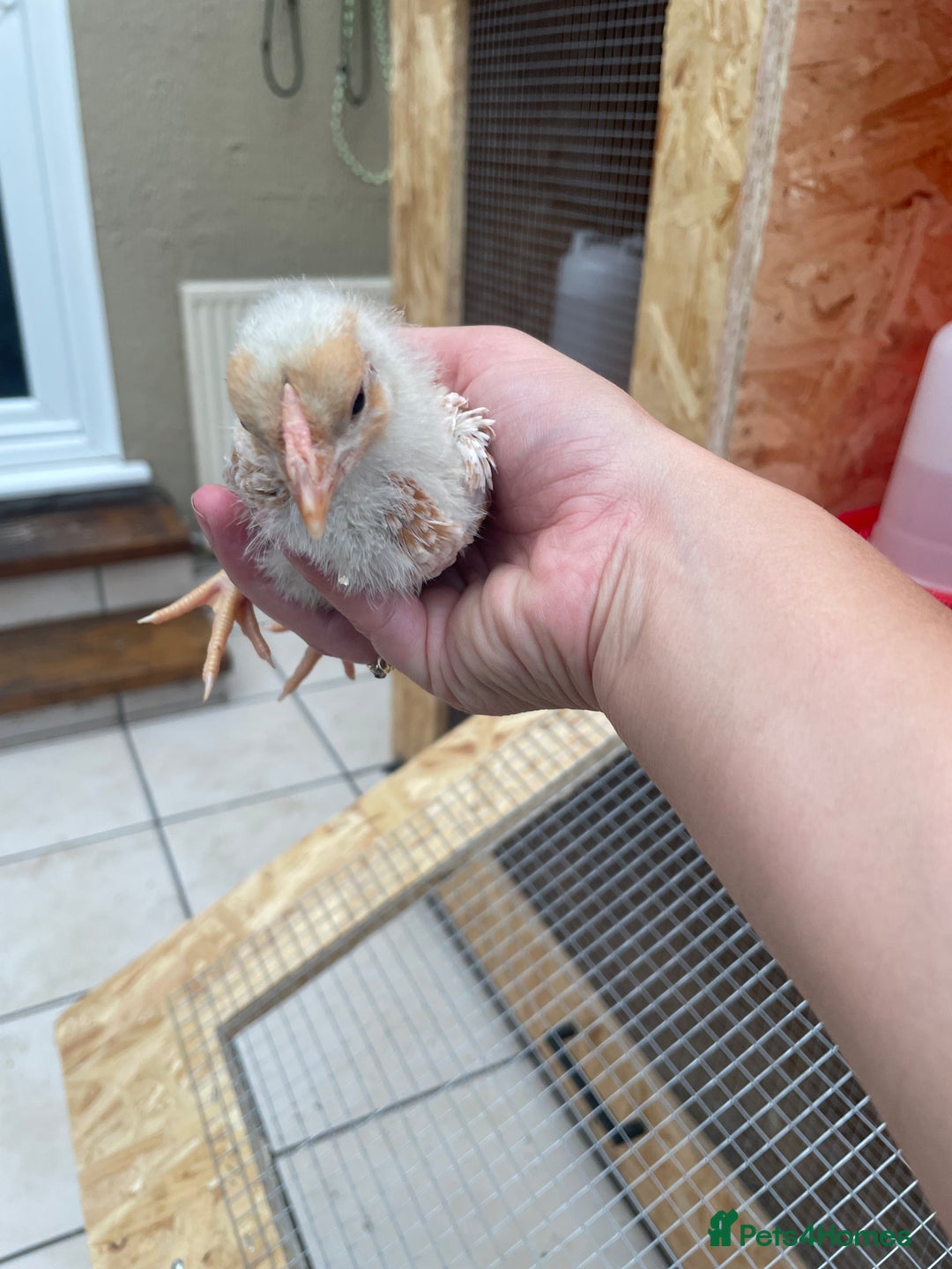 Chickens poultry for sale: Chicks - Image 3
