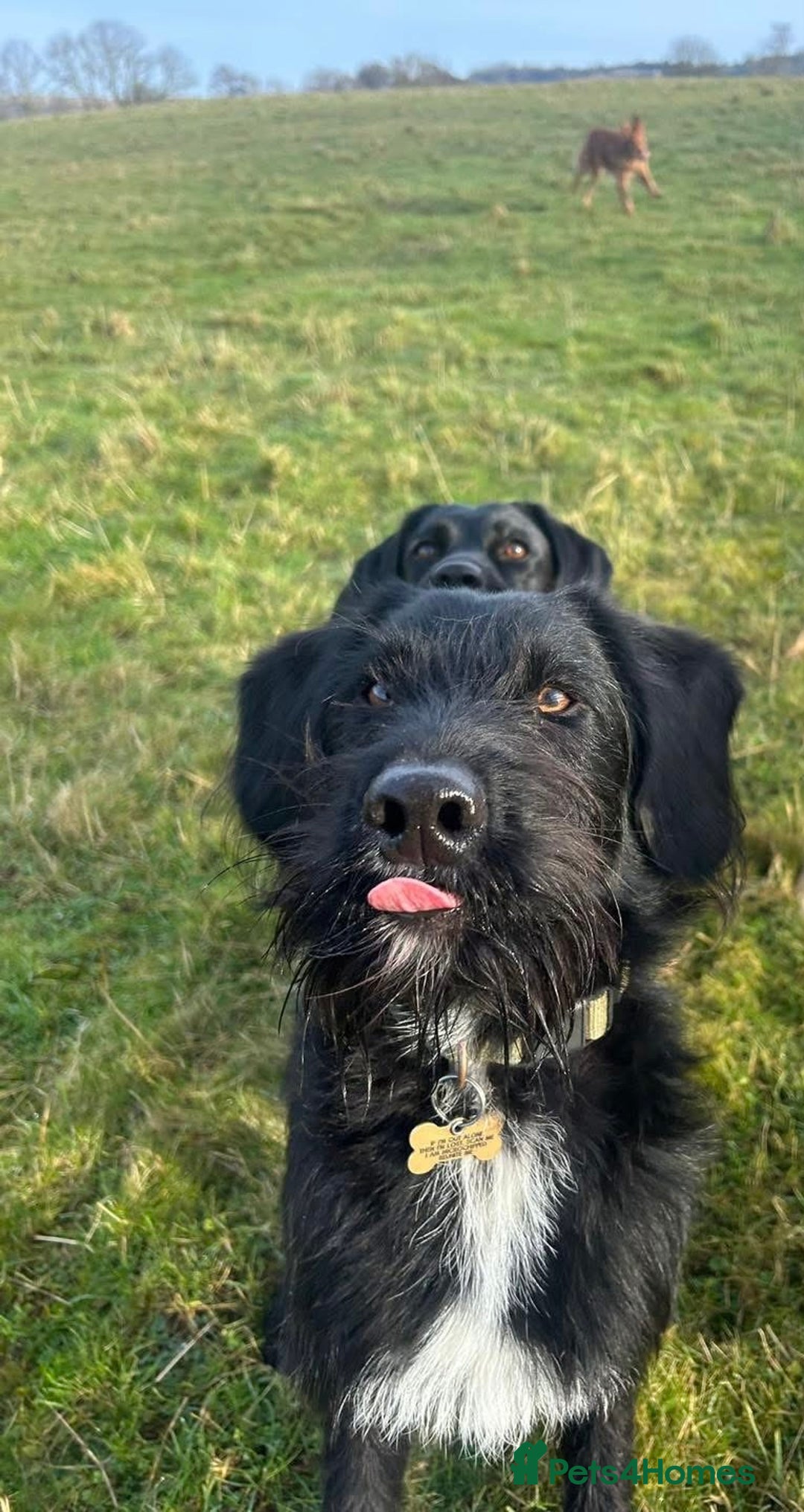 Labradoodle dogs for stud: F1b Miniature Labradoodle (Fully Health Tested) - Advert 24