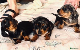 Miniature Dachshund dogs for sale: calm cuties silver dachshund mini dapples - Image 1