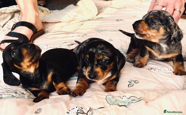 Miniature Dachshund dogs - Advert 3