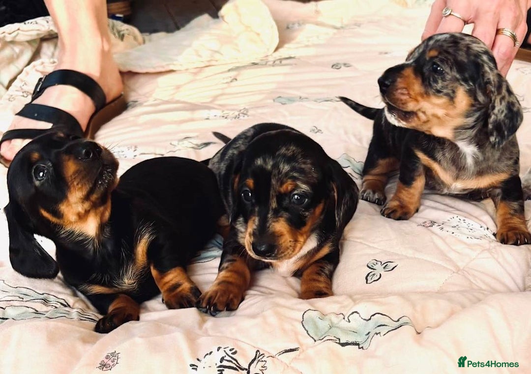 Miniature Dachshund dogs for sale: calm cuties silver dachshund mini dapples - Image 1