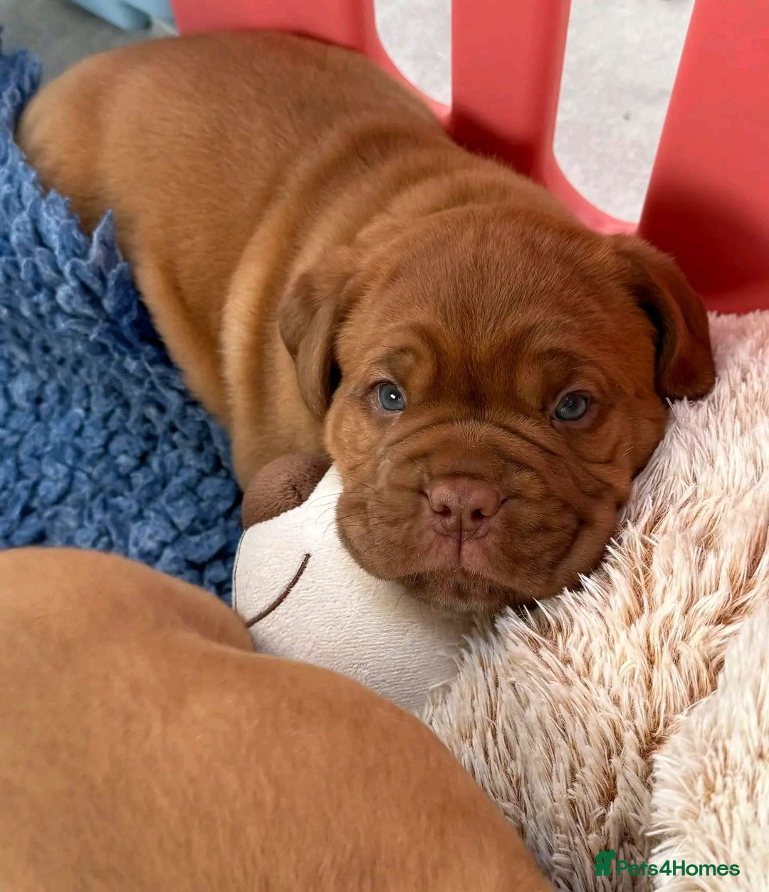 Dogue De Bordeaux dogs for sale: Perfect Dogue de Bordeaux puppies for sale. - Advert 4