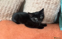 Mixed Breed cats for sale: 4 gorgeous kittens available now  - Image 12