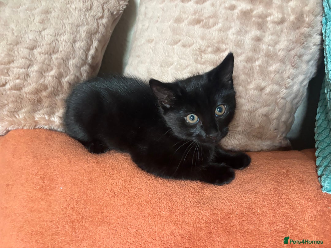 Mixed Breed cats for sale: 4 gorgeous kittens available now  - Image 12