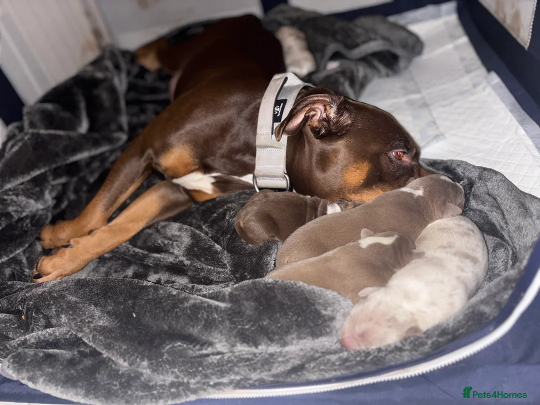 Mixed Breed dogs for sale: 🐶✨ Stunning American Bully Cross Puppies ✨🐶 in Bromley - Advert 26